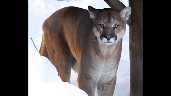 Mountain Lion on the Prowl Shakes Up Rohnert Park Suburbia