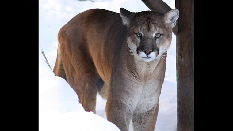 Mountain Lion on the Prowl Shakes Up Rohnert Park Suburbia