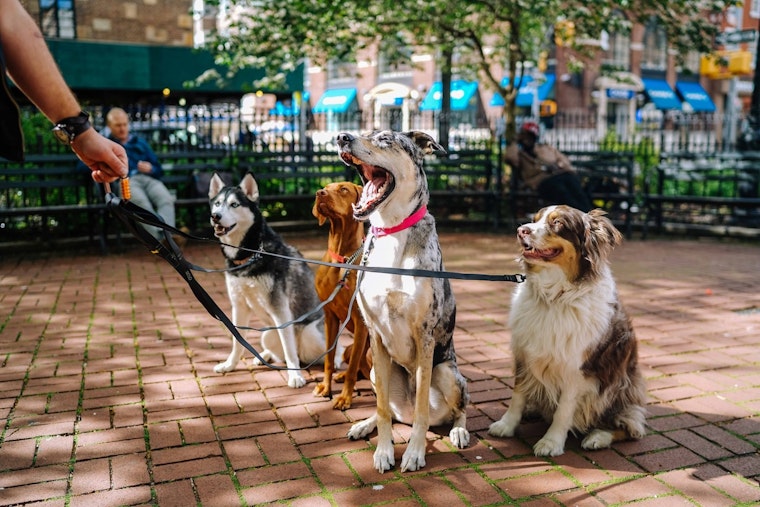 Mysterious Dog Illness Sparks Scare, Researchers Sniff Out Bacterial Culprit