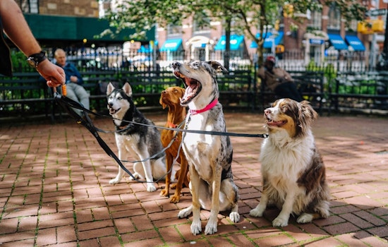 Mysterious Dog Illness Sparks Scare, Researchers Sniff Out Bacterial Culprit