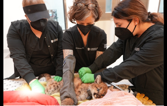 Oakland Zoo Shelters Orphaned Mountain Lion Cubs amid Call for Safe Animal Passages