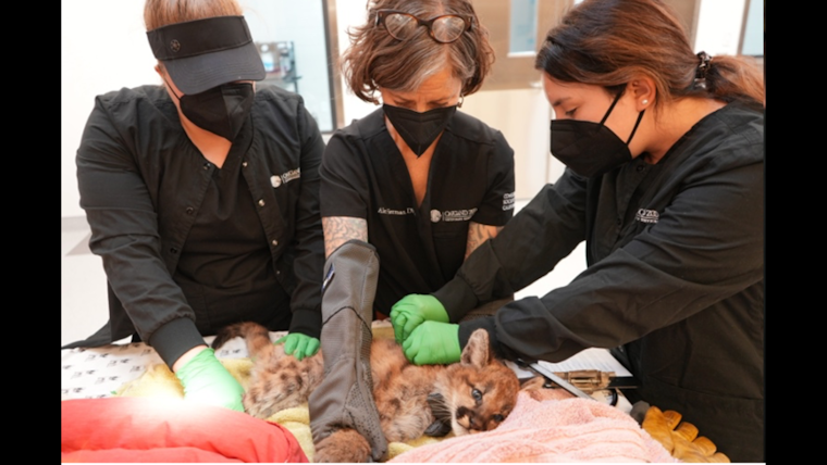 Oakland Zoo Shelters Orphaned Mountain Lion Cubs amid Call for Safe Animal Passages