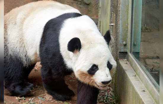 Panda Diplomacy, Xi Plans to Send "Envoys of Friendship" to U.S. Amid Strengthening Relations