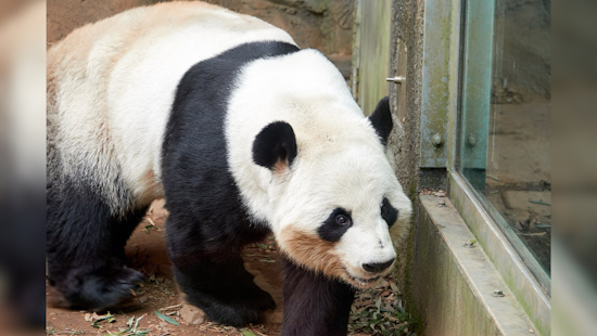 Panda Diplomacy, Xi Plans to Send "Envoys of Friendship" to U.S. Amid Strengthening Relations