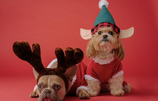 Paws and Claws Galore, Houston's Neiman Marcus Turns Fashion Hub into Pet Adoption Heaven