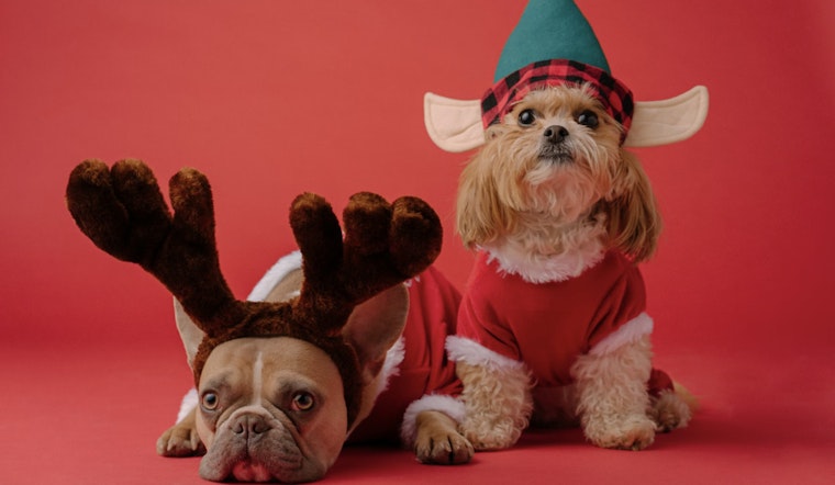Paws and Claws Galore, Houston's Neiman Marcus Turns Fashion Hub into Pet Adoption Heaven