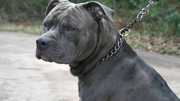 Pit Bull Terror, 2-Year-Old's Brutal Attack Prompts Examination of CPS in Texas