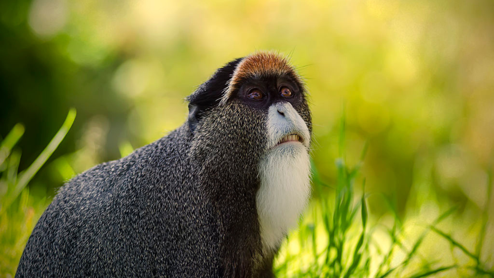 Rare De Brazza's Monkey Born at San Diego Zoo, Boosting Vital
