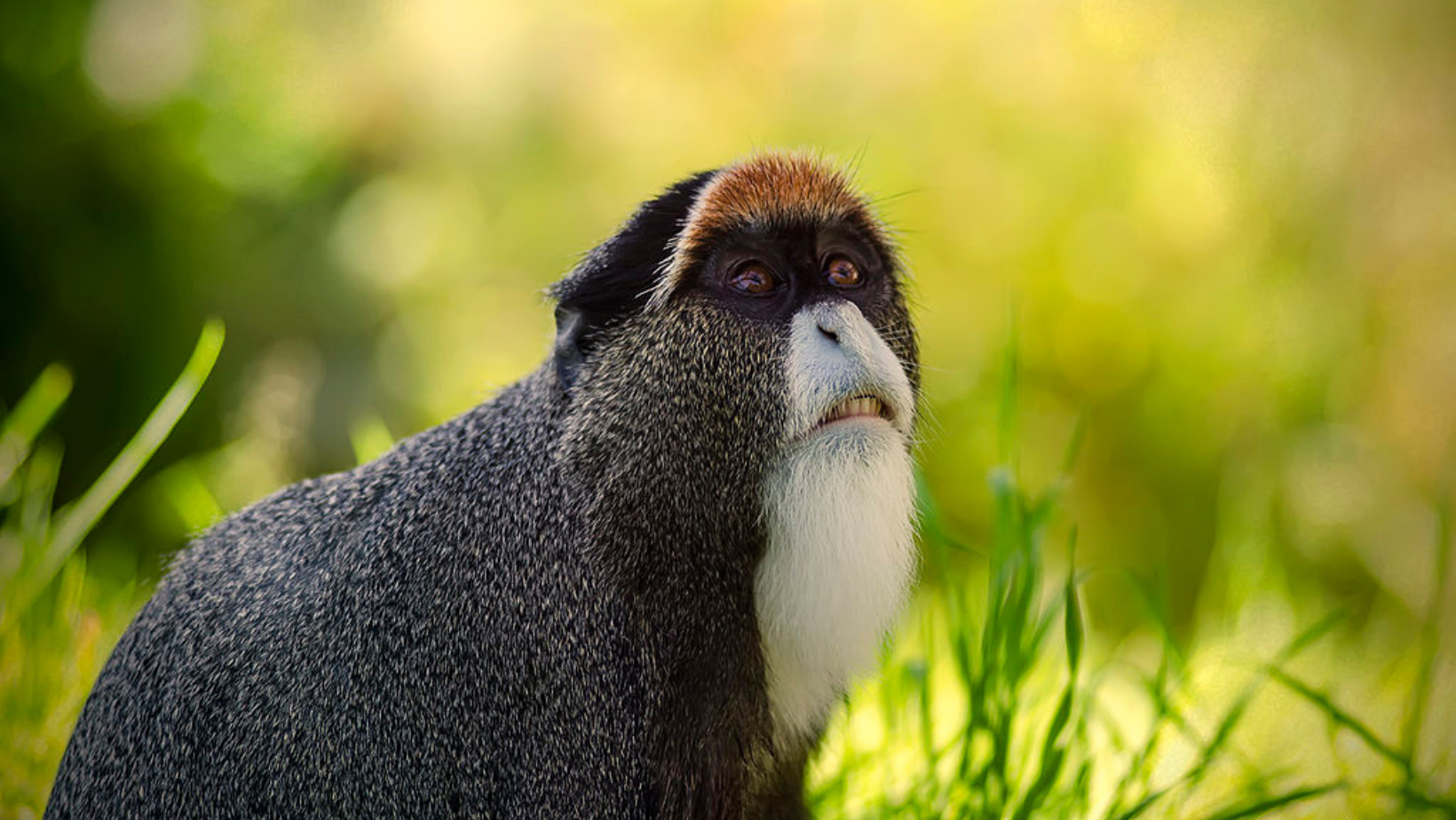 Monkey  San Diego Zoo Animals & Plants