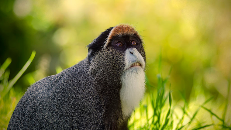 Rare De Brazza's Monkey Born at San Diego Zoo, Boosting Vital Conservation Efforts