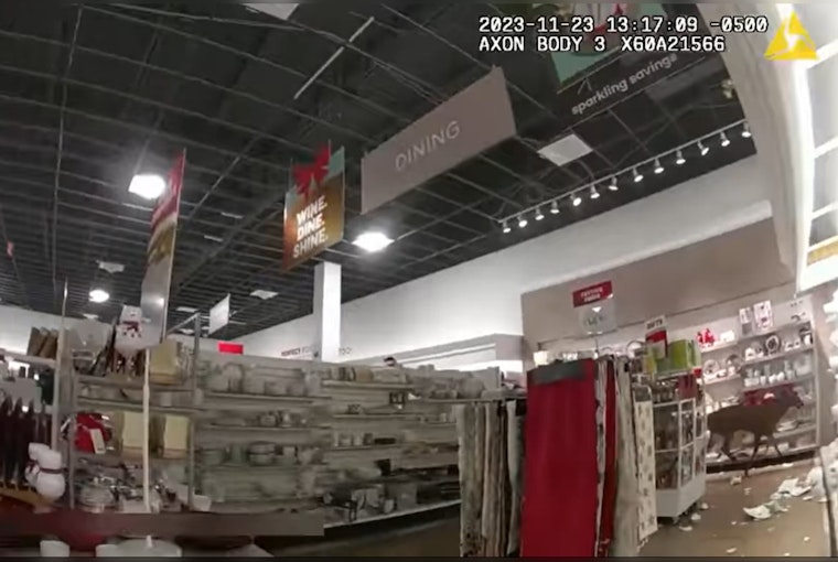 Bambi Bungles Rockland Boutique: Deer Smashes, Dashes Through Maine Storefront