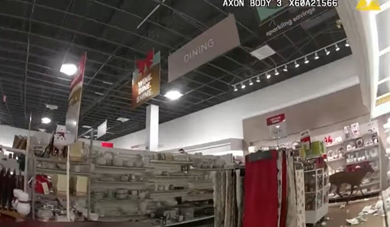 Bambi Bungles Rockland Boutique: Deer Smashes, Dashes Through Maine Storefront