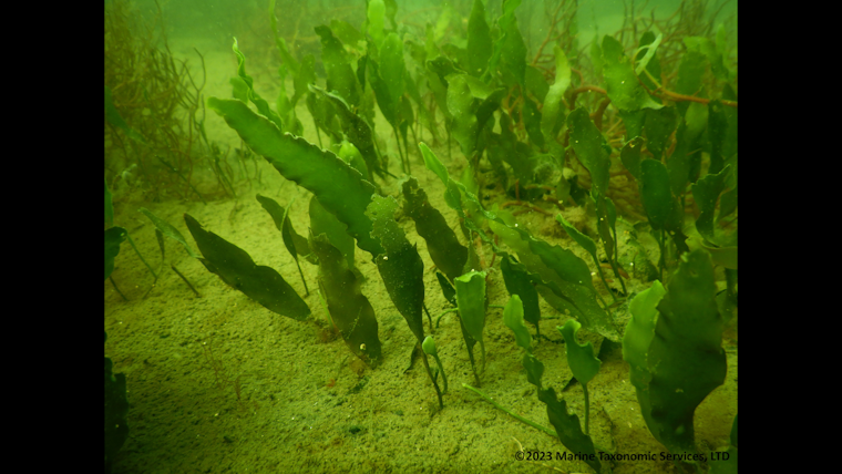 San Diego Agencies Unite to Combat Invasive Seaweed Threatening Native Marine Species