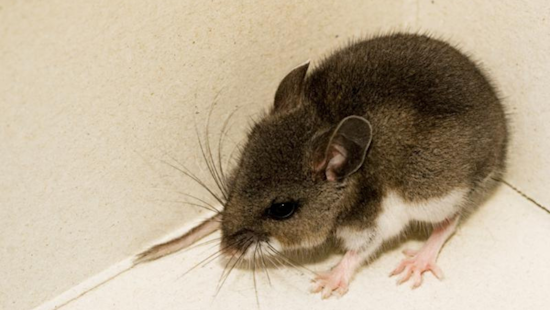 San Diego County Reports 13th Hantavirus Detection in Deer Mice near Mount Laguna