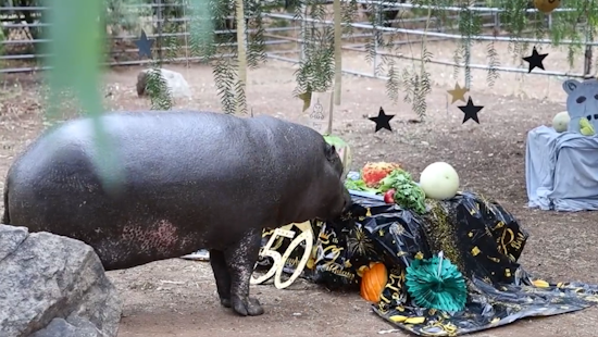 VIDEO: San Diego Wildlife Center Celebrates Beloved Pygmy Hippo's 50th Birthday with Golden Jubilee Bash