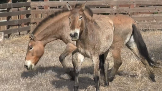 San Francisco Zoo Welcomes Critically Endangered Przewalski's Horses, A Conservation Triumph