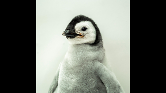 SeaWorld's Famous Emperor Penguin Chick - The First Since 2010 - Is Named via Public Vote