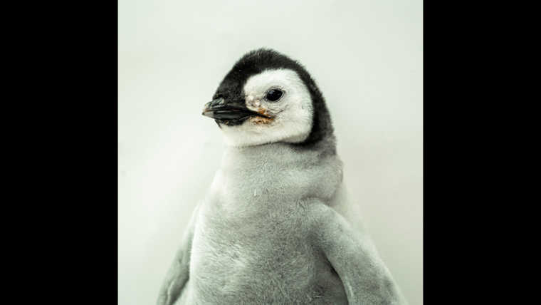 SeaWorld's Famous Emperor Penguin Chick - The First Since 2010 - Is Named via Public Vote