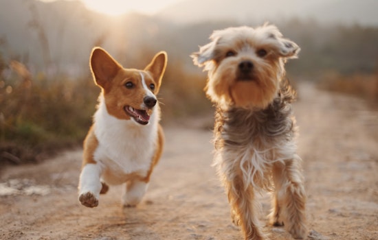 Texans on Edge as Mysterious Canine Plague Spreads Across the Country