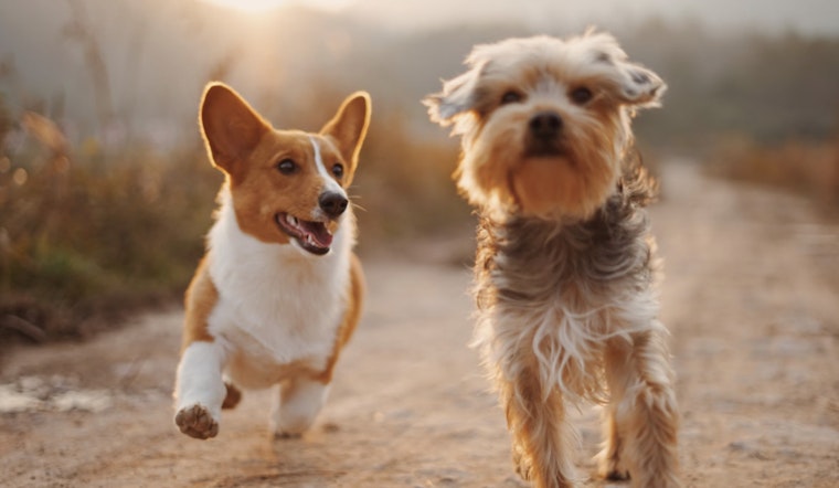 Texans on Edge as Mysterious Canine Plague Spreads Across the Country