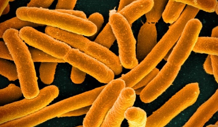 Texas Scientists Unlock E. coli's 'Memory', Iron Out New Path in Antibiotic Resistance War