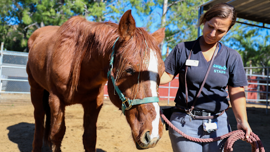 Two Horses Rescued from Abandonment, One Euthanized as Cops Hunt Cruel Culprit