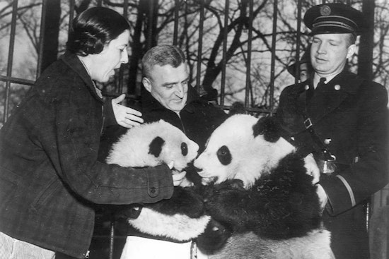 Washington D.C.'s Beloved Pandas Depart for China, A Legacy of Conservation and Diplomacy