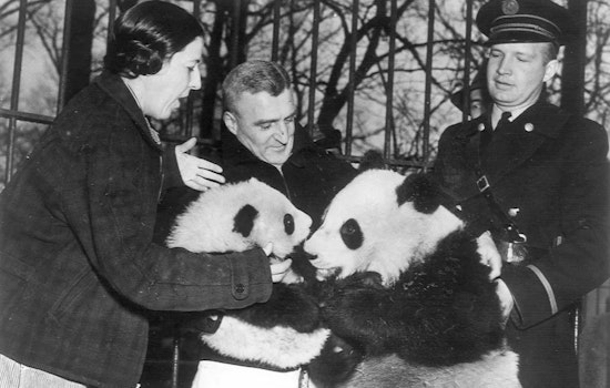 Washington D.C.'s Beloved Pandas Depart for China, A Legacy of Conservation and Diplomacy