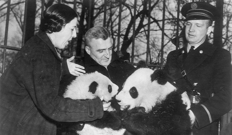 Washington D.C.'s Beloved Pandas Depart for China, A Legacy of Conservation and Diplomacy