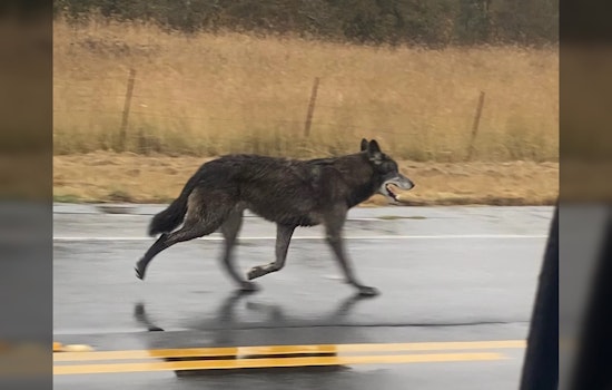 Wolf Hybrid Report by California Deptartment of Fish & Wildlife Near Highway 12 in Santa Rosa Area