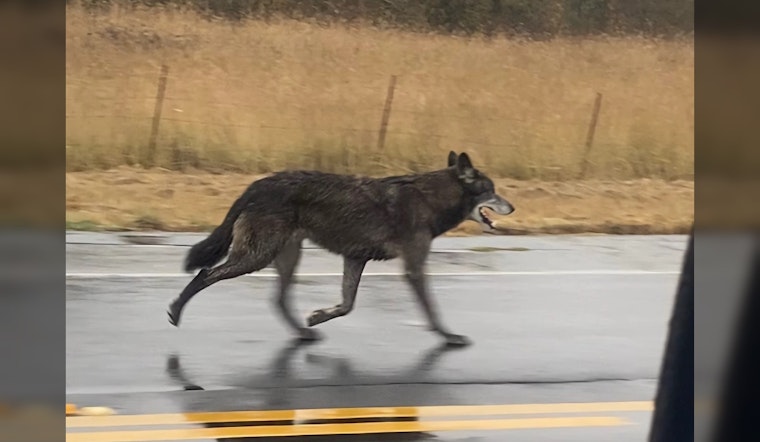 Wolf Hybrid Report by California Deptartment of Fish & Wildlife Near Highway 12 in Santa Rosa Area