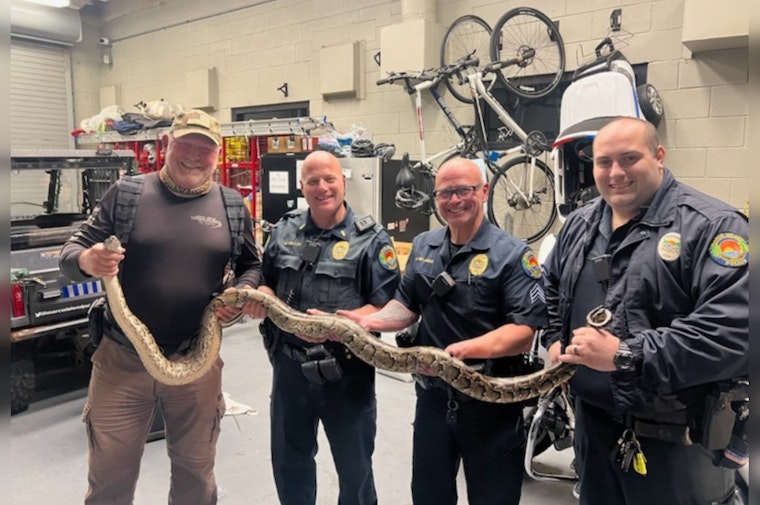 9-Foot Burmese Python, Ejected from Marco Island Resort Using Golf Clubs