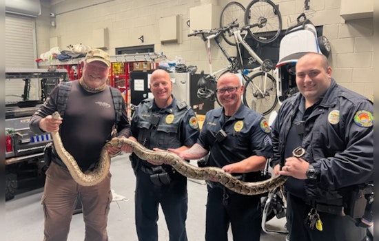 9-Foot Burmese Python, Ejected from Marco Island Resort Using Golf Clubs