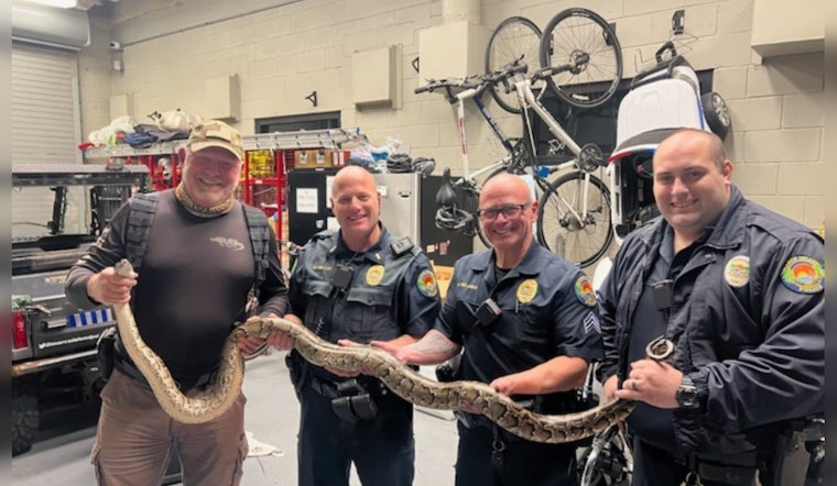 9-Foot Burmese Python, Ejected from Marco Island Resort Using Golf Clubs