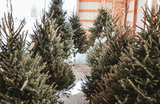 A Green Start to 2024, Texas Disposal Systems Launches Christmas Tree Recycling in Austin and San Antonio