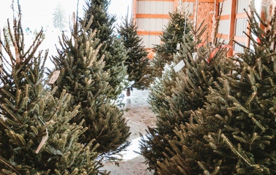 A Green Start to 2024, Texas Disposal Systems Launches Christmas Tree Recycling in Austin and San Antonio
