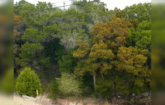 Austin Braces for Intense Cedar Fever Season Amid El Niño Conditions