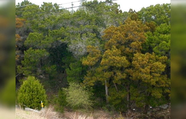 Austin Braces for Intense Cedar Fever Season Amid El Niño Conditions