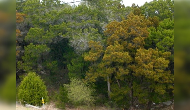 Austin Braces for Intense Cedar Fever Season Amid El Niño Conditions