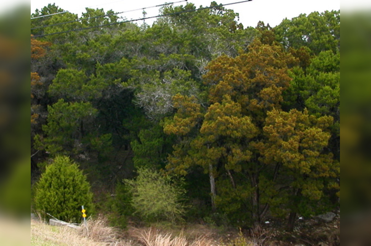 Austin Faces Cedar Pollen Onslaught, Allergy Sufferers Reel Under