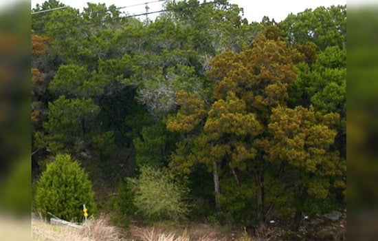 Austin Faces Cedar Pollen Onslaught, Allergy Sufferers Reel Under Season's First Major Spike