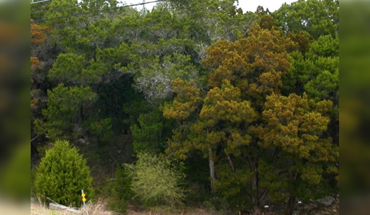 Austin Faces Cedar Pollen Onslaught, Allergy Sufferers Reel Under Season's First Major Spike