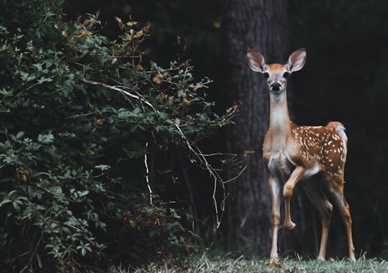 Austin Mulls Humane Euthanasia Methods for Deer as Lakeway Suspends Its Controversial Population Control Program