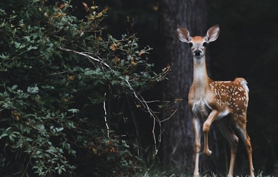 Austin Mulls Humane Euthanasia Methods for Deer as Lakeway Suspends Its Controversial Population Control Program
