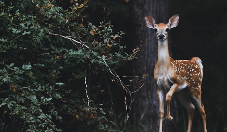 Austin Mulls Humane Euthanasia Methods for Deer as Lakeway Suspends Its Controversial Population Control Program