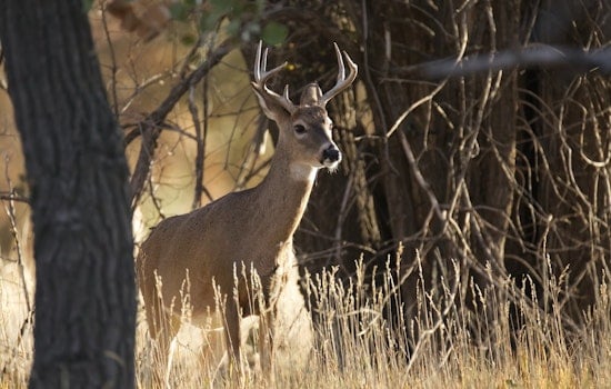 Austin Reviews Euthanization Protocols for Injured Wildlife After Public Concerns