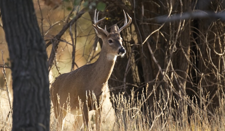 Austin Reviews Euthanization Protocols for Injured Wildlife After Public Concerns
