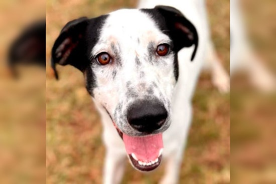 Austin Shelters Advocate for Holiday Pet Adoptions, APA! and Williamson Offer Guidance and Trial Programs
