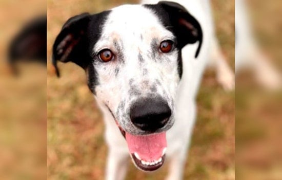 Austin Shelters Advocate for Holiday Pet Adoptions, APA! and Williamson Offer Guidance and Trial Programs