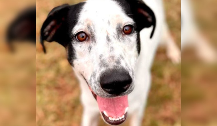 Austin Shelters Advocate for Holiday Pet Adoptions, APA! and Williamson Offer Guidance and Trial Programs